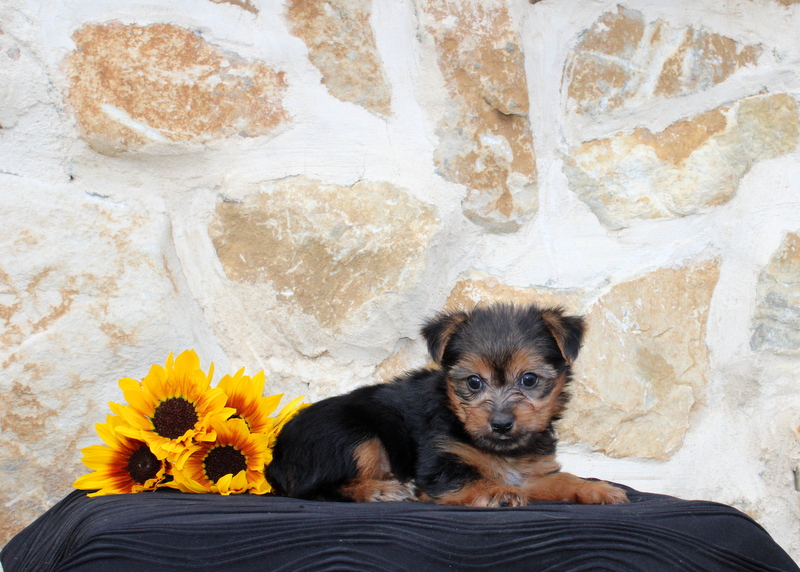 puppy, for, sale, Yorkie, Matthew B. Stoltzfus, dog, breeder, Gap, PA, dog-breeder, puppy-for-sale, forsale, nearby, find, puppyfind, locator, puppylocator, aca